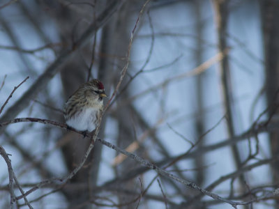 Common Redpoll / Barmsijs / Acanthis flammea