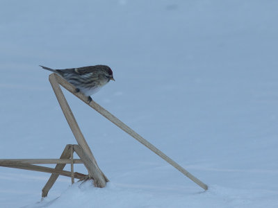 Common Redpoll / Barmsijs / Acanthis flammea