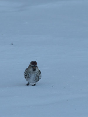 Common Redpoll / Barmsijs / Acanthis flammea