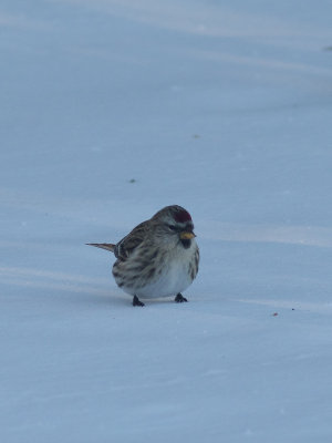 Common Redpoll / Barmsijs / Acanthis flammea