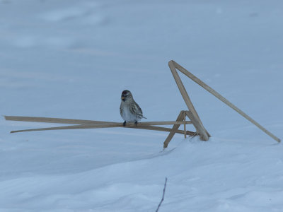 Common Redpoll / Barmsijs / Acanthis flammea