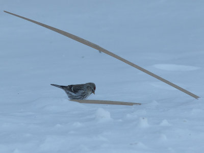 Common Redpoll / Barmsijs / Acanthis flammea