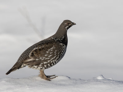 Spruce Grouse / Bossneeuwhoen / Falcipennis canadensis