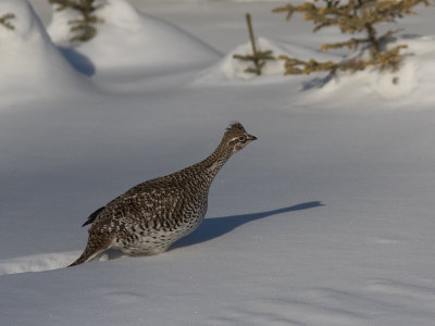 Sharp-tailed Grouse / Stekelstaarthoen / Tympanuchus phasianellus