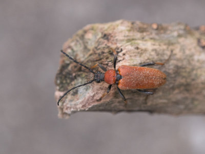 Gewone smalboktor / Red-brown Longhorn Beetle / Stictoleptura rubra