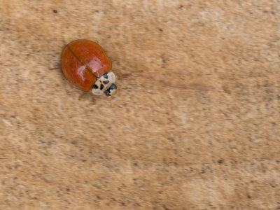 Veelkleurig Aziatisch lieveheersbeestje / Asian lady beetle / Harmonia axyridis f. succinea