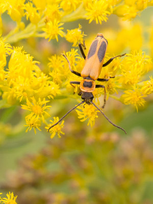 Chauliognathus pensylvanicus / Goldenrod soldier beetle