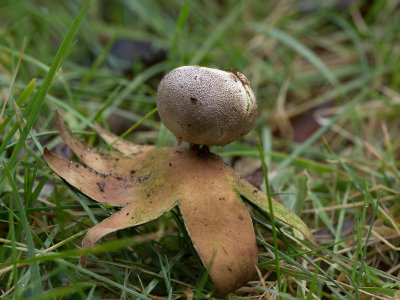 Myriostoma coliforme / Peperbus / Pepper Pot