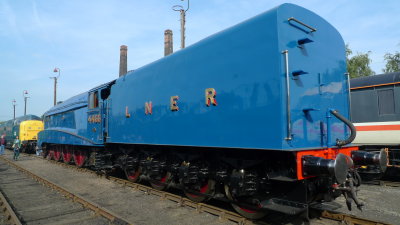 Mallard