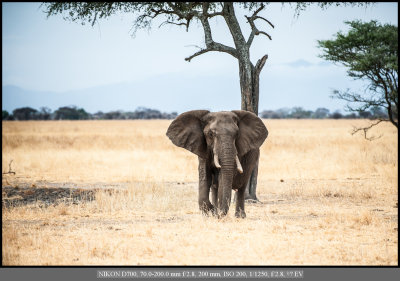 Bull Elephant.jpg