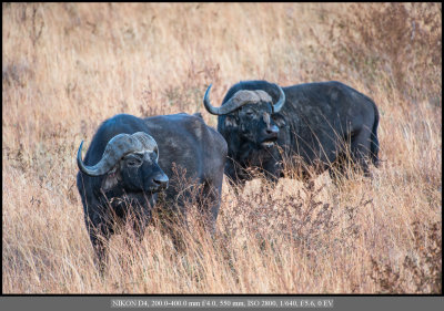 Cape Buffalo_Oxpecker.jpg