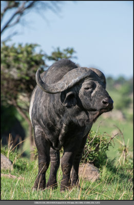 Cape Buffalo.jpg