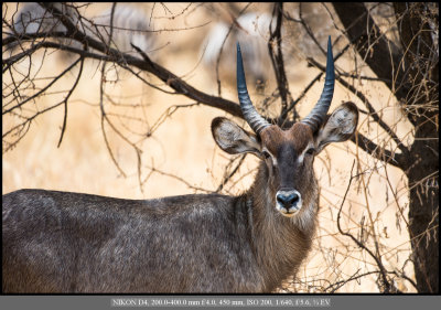 Defassa Waterbuck.jpg