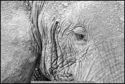 Elephant eye.jpg