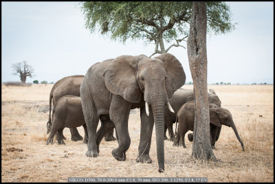 Elephant family.jpg