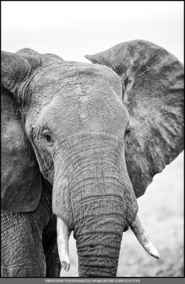 Elephant up close B&W.jpg