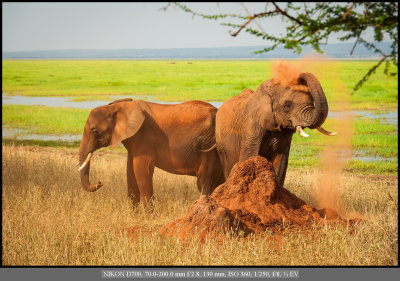 Elephants dusting.jpg