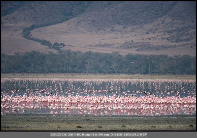 Flamingoes.jpg