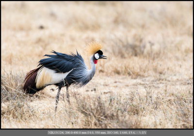 Grey Crowned Crane.jpg