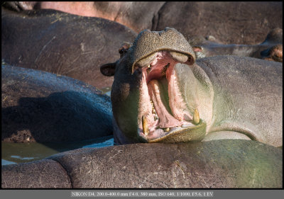 Hippo molars.jpg