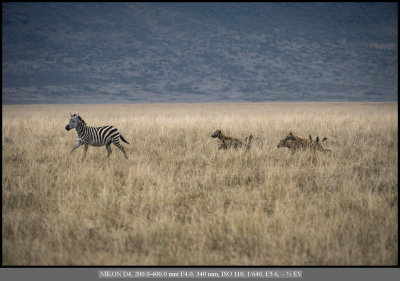 Hyena after Zebra.jpg