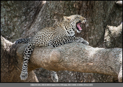 Leopard growl.jpg