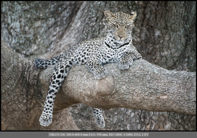 Leopard in tree.jpg