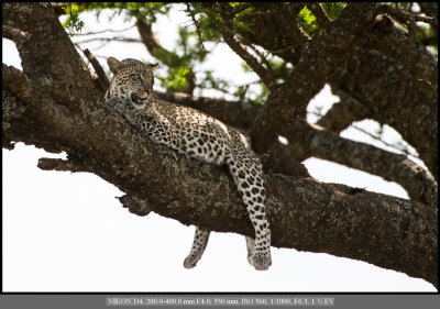 Leopard on limb.jpg