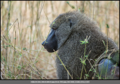 Male Baboon.jpg