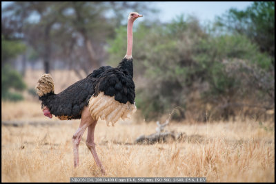 Ostrich.jpg