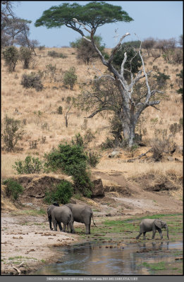 River Elephants.jpg