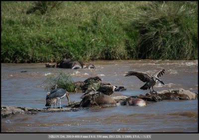 Vultures_Maribou stork.jpg