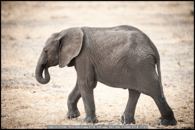 Young Elephant.jpg