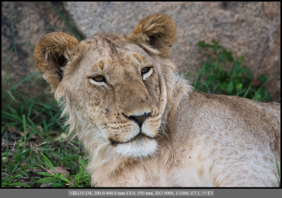 Young male lion.jpg