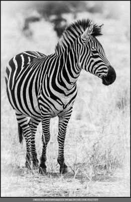 Zebra B&W.jpg
