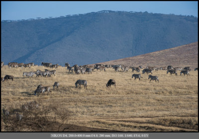 Zebra_Wildebeeste.jpg