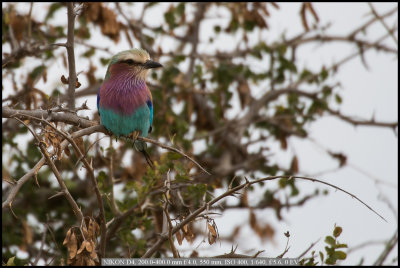Lilac Breasted Roller.jpg