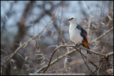 Pin Tailed Whydah.jpg