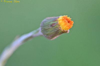 Tussilago farfara - Klein hoefblad