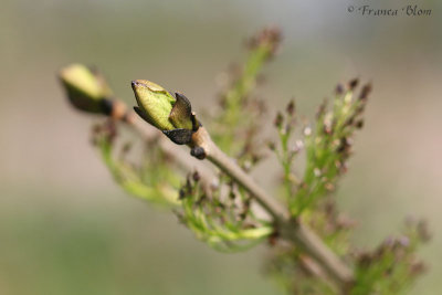 Fraxinus excelsior - Gewone es