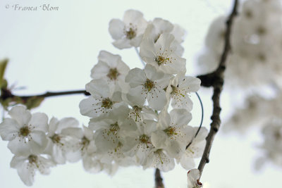 Prunus avium - Zoete kers