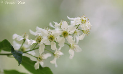 Prunus padus - Vogelkers