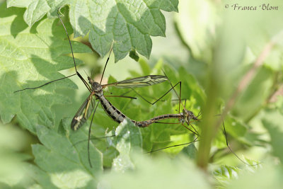 Langpootmug - Nephrotoma appendiculata