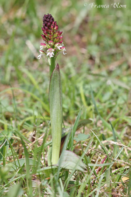 Orchis ustulata - Aangebrande orchis
