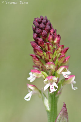 Orchis ustulata - Aangebrande orchis