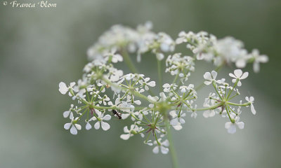  Anthriscus sylvestris - Fluitekruid