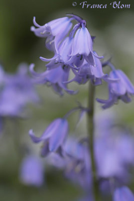 Hyacinth spec.