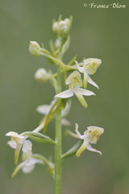 Platanthera chlorantha - Bergnachtorchis
