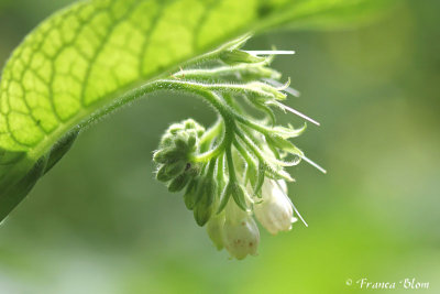 Symphytum officinale - Gewone smeerwortel 