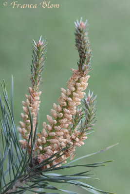 Pinus sylvestris - Grove den